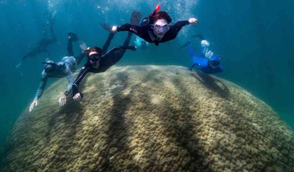 Größte Steinkoralle des Great Barrier Reefs