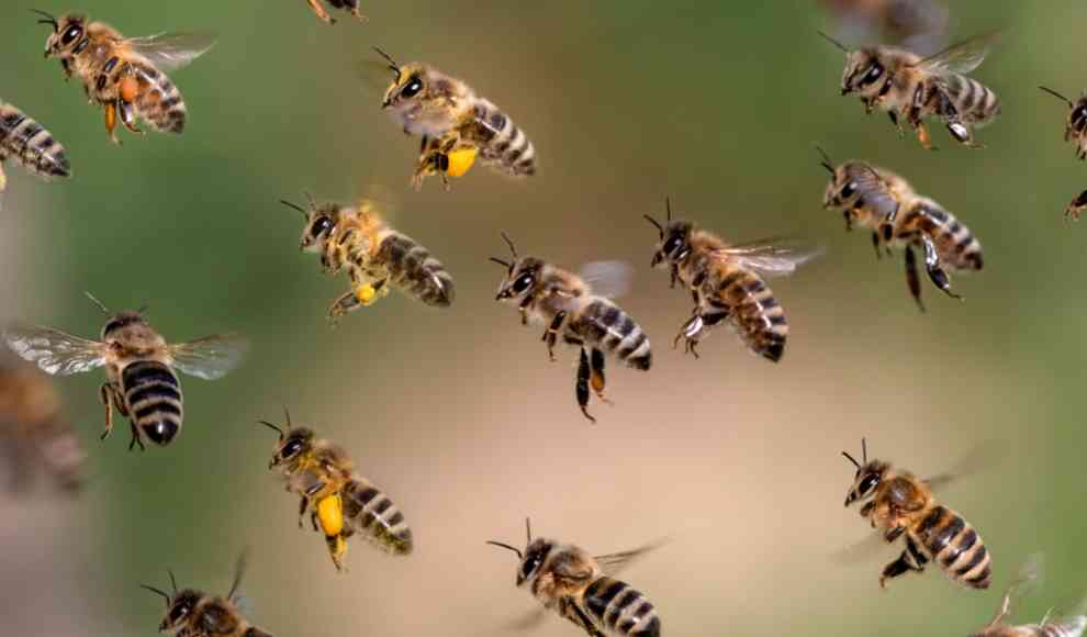 Schwarm Bienen erzeugen elektrisches Feld