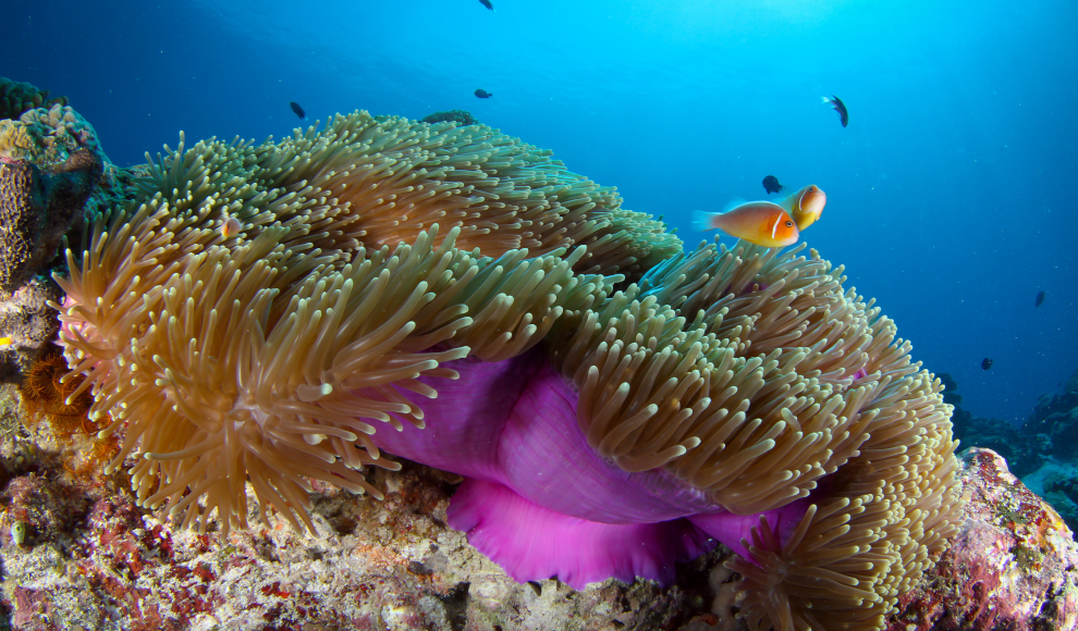 Korallenriff in Palau im Pazifik