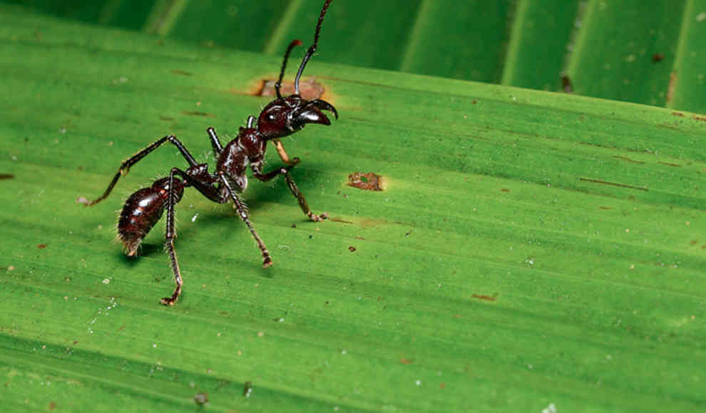 Gift der 24-Stunden-Ameise verursacht die stärksten Schmerzen