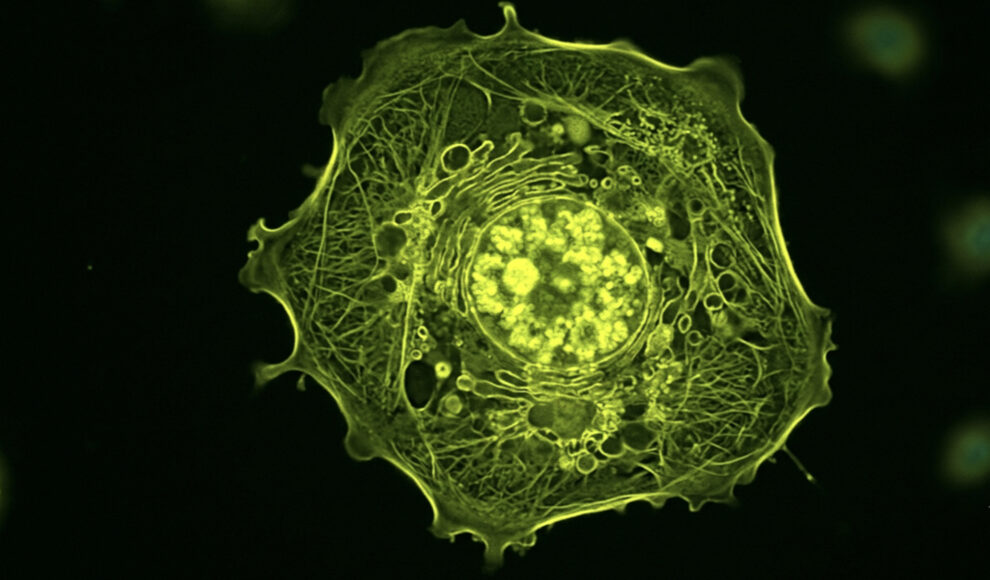 Quallenprotein wird zum Protein-Qubit im Inneren lebender Zellen