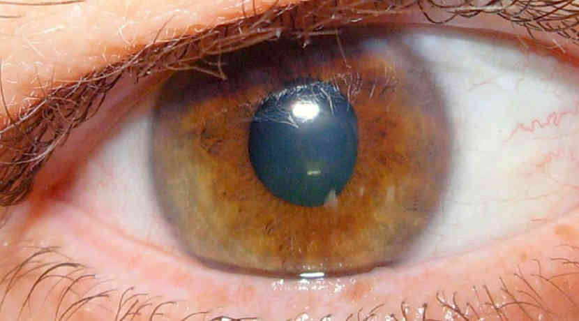 Braune Augen sind vertrauenswürdiger als blaue Augen