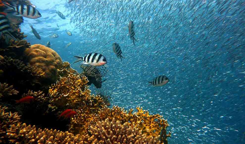 Great Barrier Reef Quiz