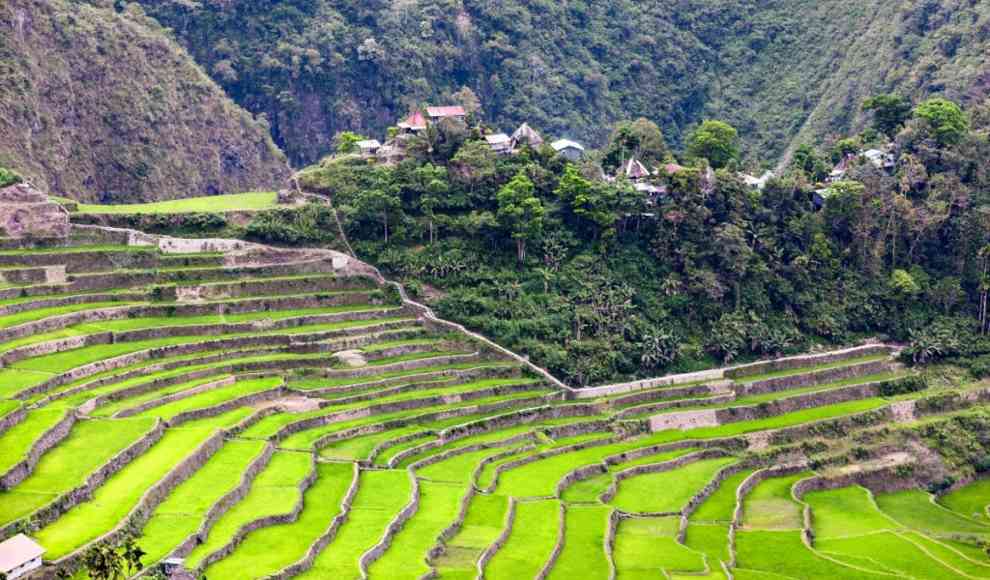 Klimawandel bedroht den Reisanbau