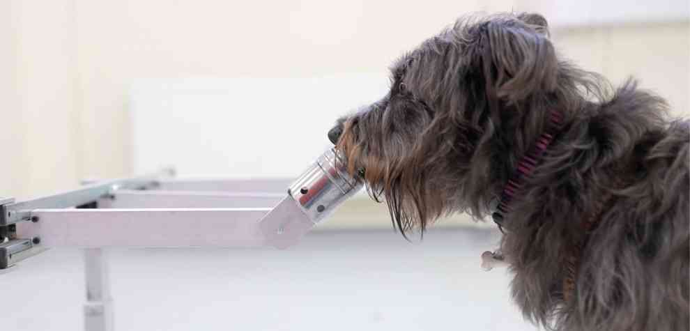 Hund beim Geruchsexperiment