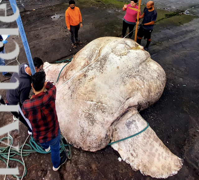 Kadaver des 3,5 Meter langen und 2.744 Kilogramm schweren Mondfisches