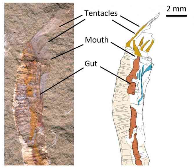 Fossiles Exemplar von Gangtoucunia aspera (links) und erhaltenen Weichteile (rechts)