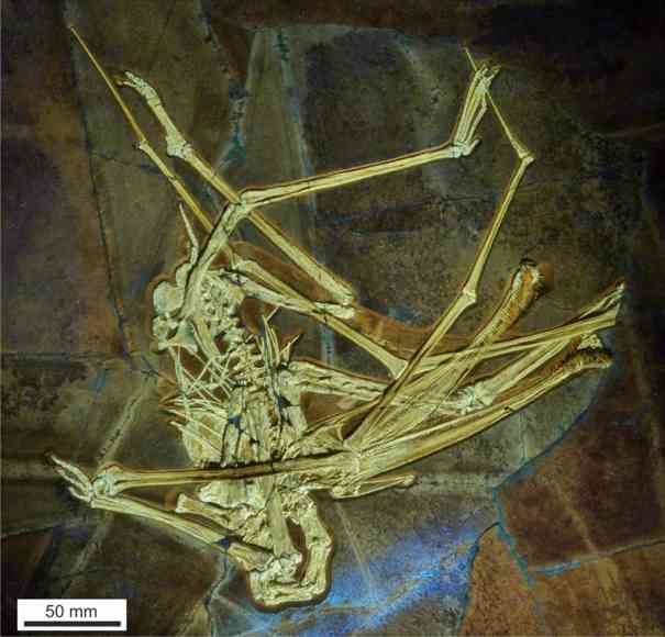 Knochen des Flugsauriers Balaenognathus maeuseri