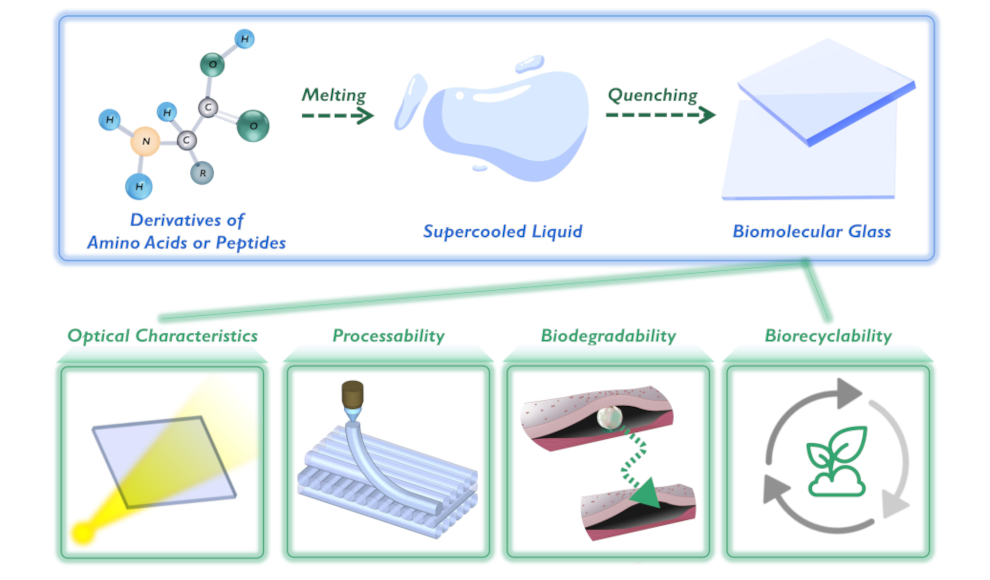 Biomolekulares Glas