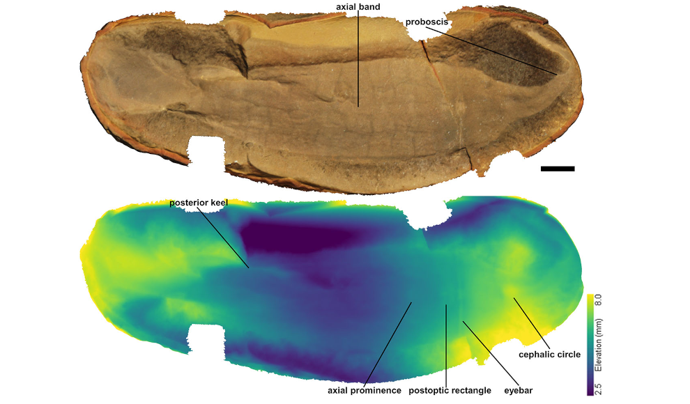 3D-Scan des Fossils des Tully-Monsters