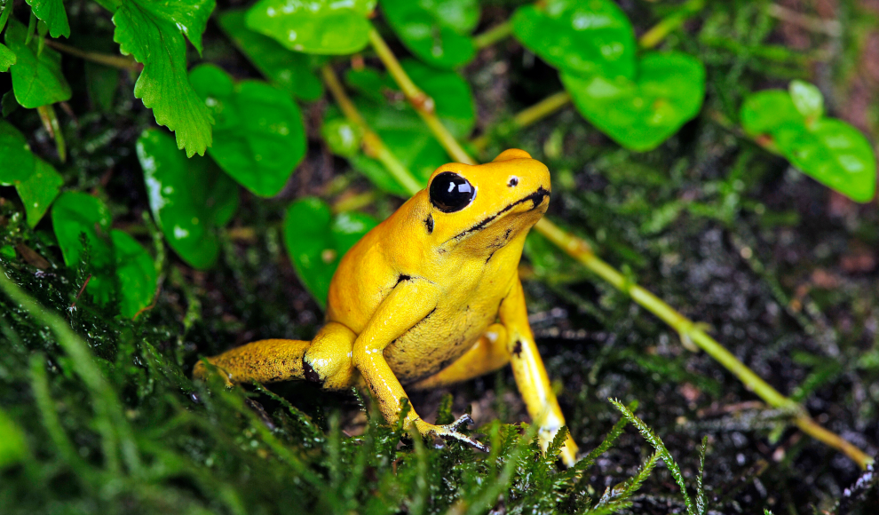 Schreckliche Pfeilgiftfrosch (Phyllobates terribilis) 