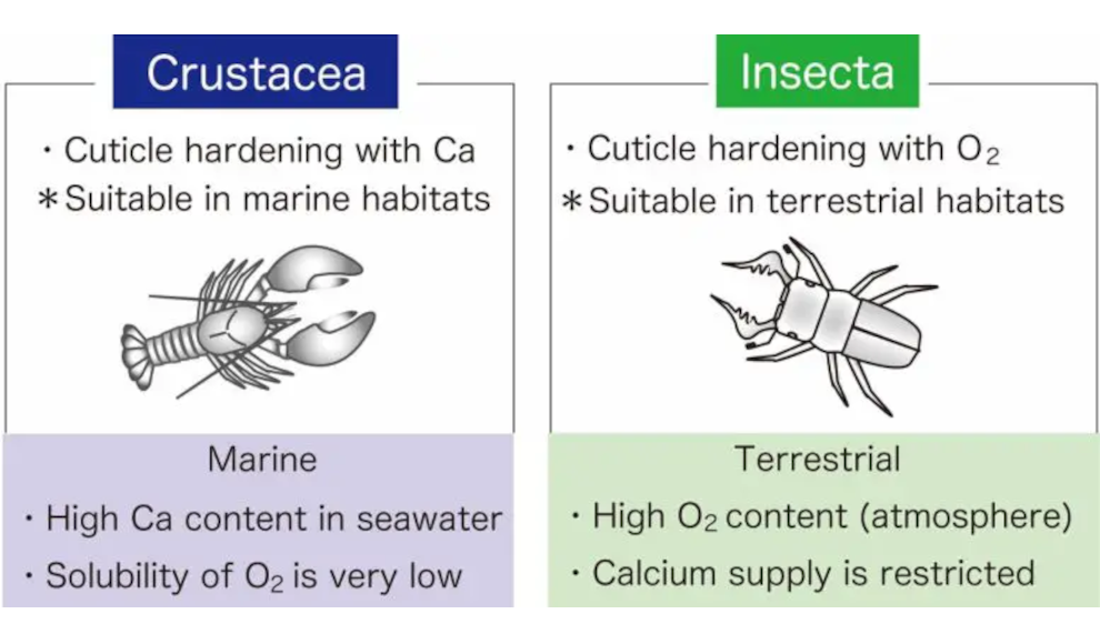 Unterschiede zwischen Krustentieren und Insekten