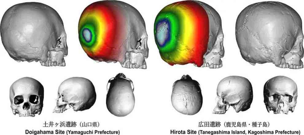 3D-Bilder von Schädeln aus  der Hirota-Stätte und der Doigahama-Stätte. Der Schädel aus der Hirota-Stätte (rechts) hat einen flacheren Hinterkopf als der Schädel aus der Doigahama-Stätte (links), was auf eine absichtliche Schädelmodifikation hinweist