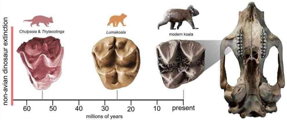 Evolution des Koala