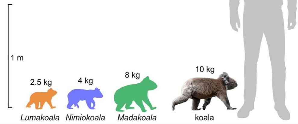 Größe der Koala-Arten