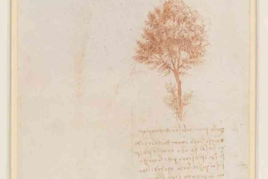 Verso - Ein Baum Leonardo da Vinci, um 1500
