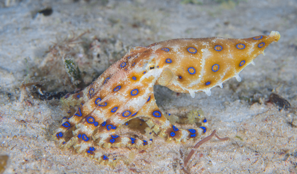 Blaugeringelte Krake (Hapalochlaena spp.) 