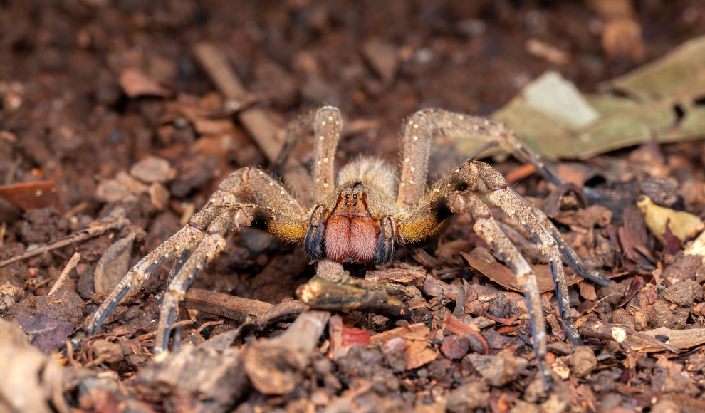 Brasilianische Wanderspinne (Phoneutria nigriventer)