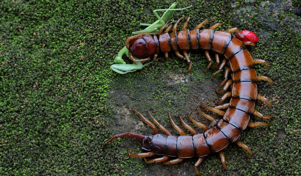 Hundertf&uuml;&szlig;er (Chilopoda) 