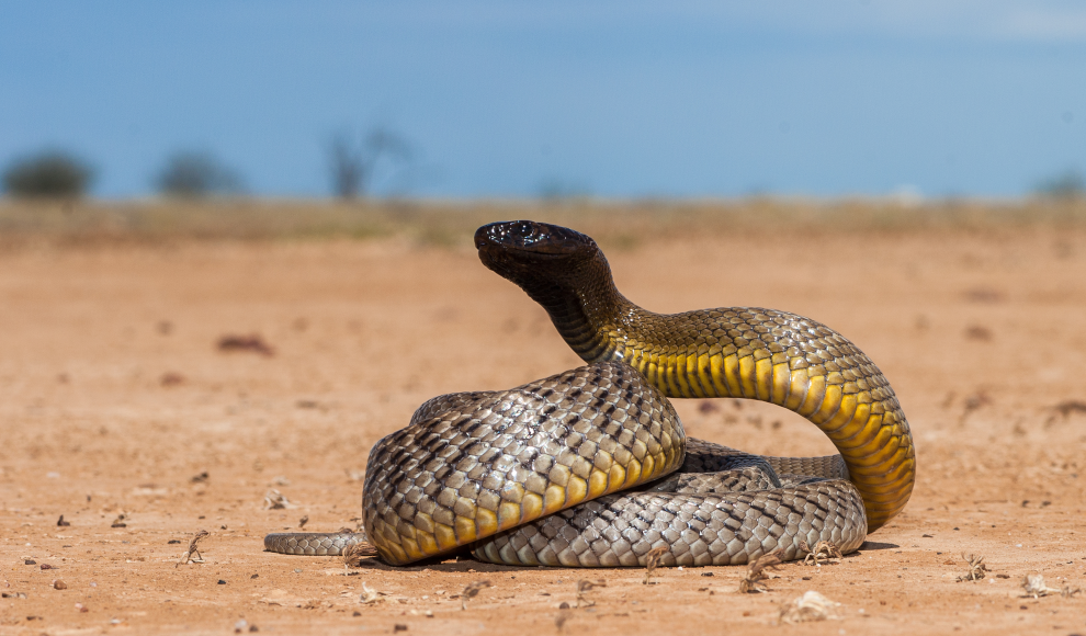 Inlandtaipan (Oxyuranus microlepidotus),