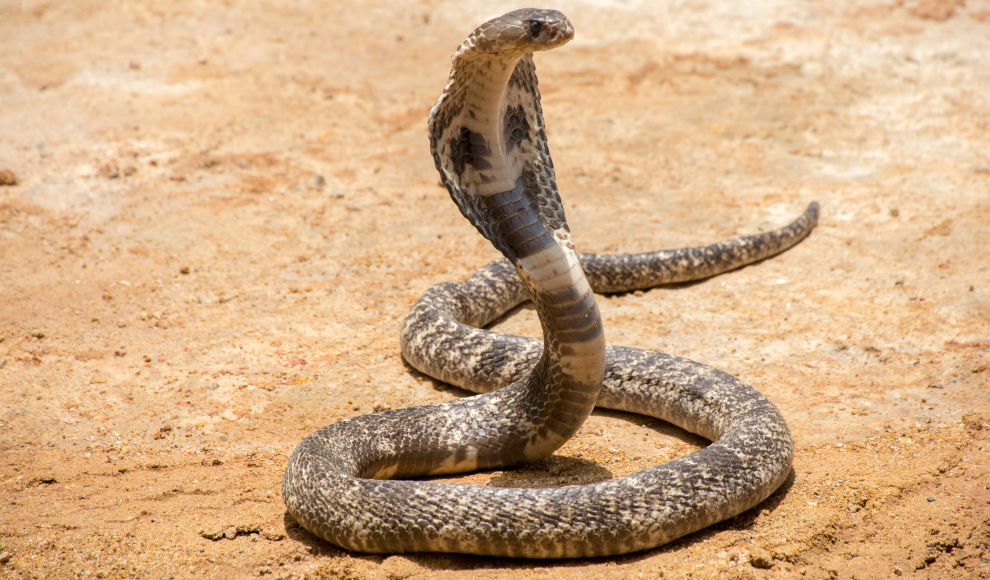 K&ouml;nigskobra (Ophiophagus hannah) 