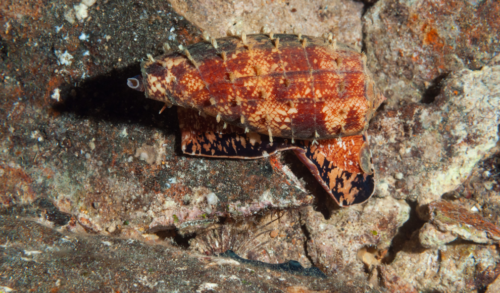 Landkarten-Kegelschnecke (Conus marmoreus) 