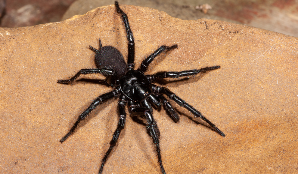 Sydney-Trichternetzspinne (Atrax robustus) 