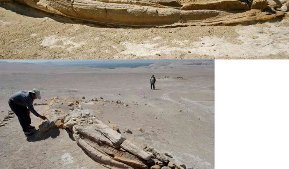 Skelette von Walen in der peruanischer Wüste entdeckt