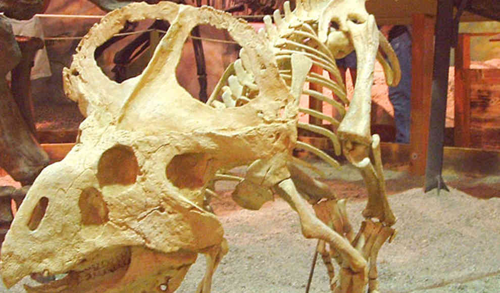 Unbekannte Dinosaurier verstaubte im Museumsarchiv