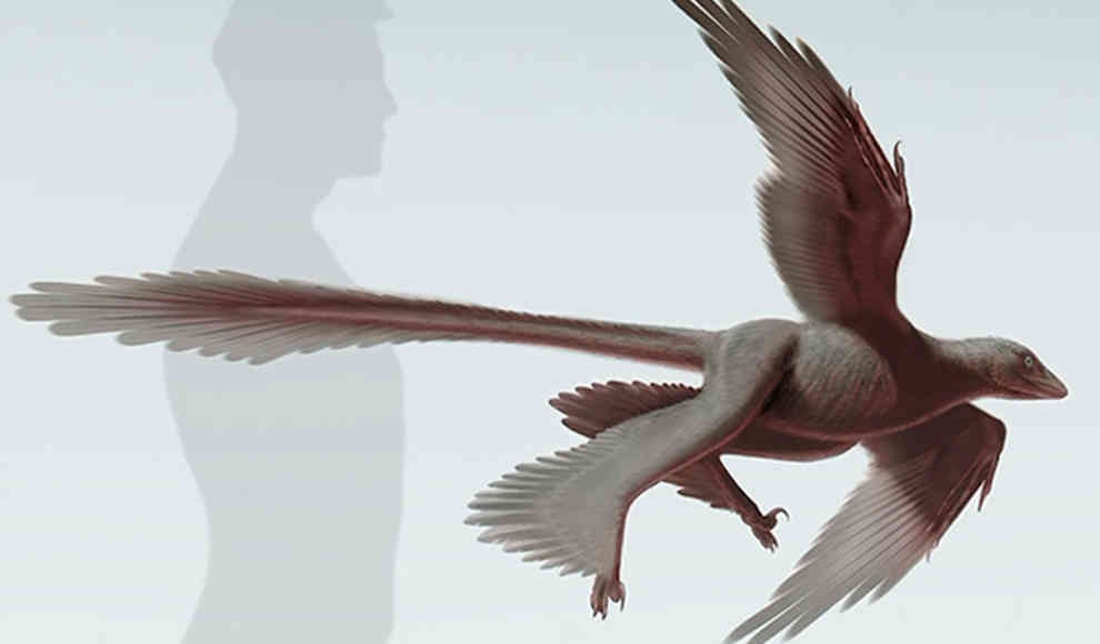 Dinosaurier hatte vier Flügel
