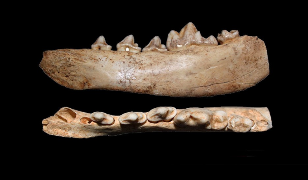 Fossilien eines frühen Hundes