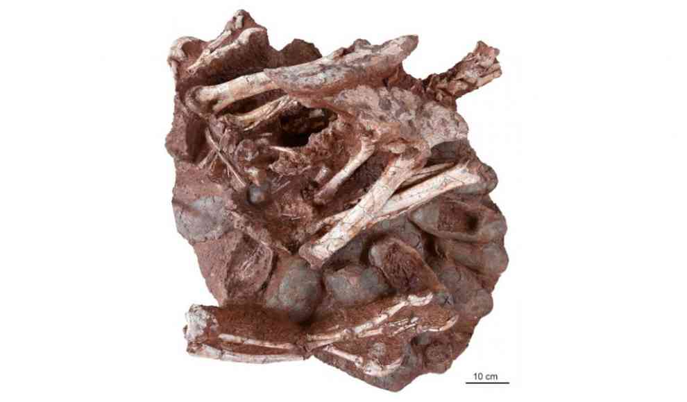 Nest mit fossilem Dinosaurier