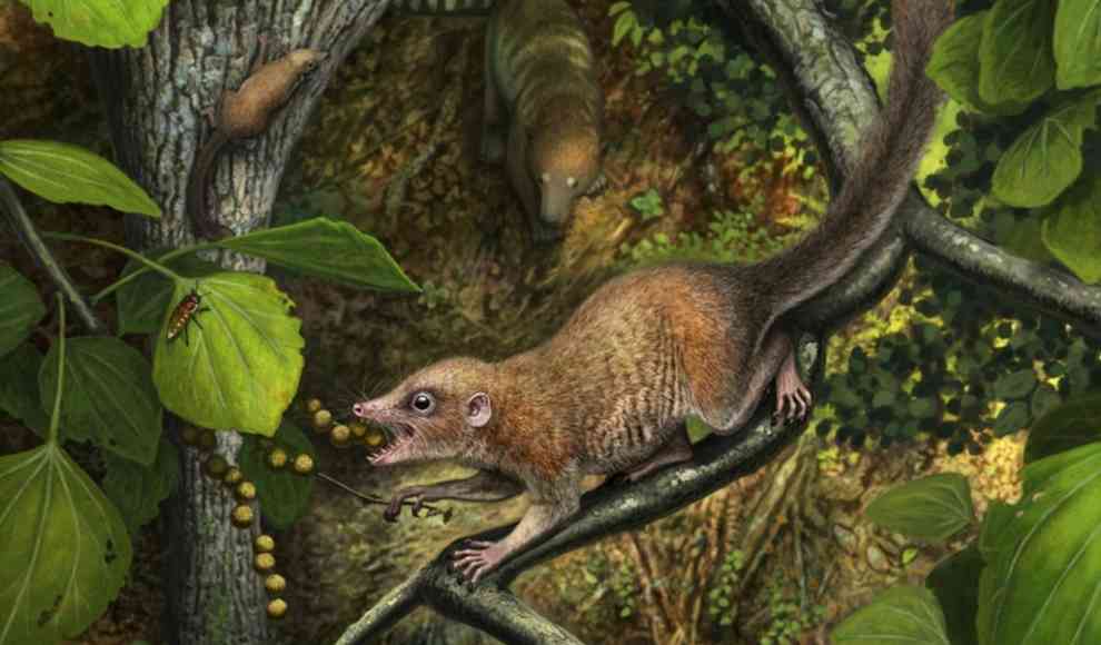 Purgatorius mckeeveri