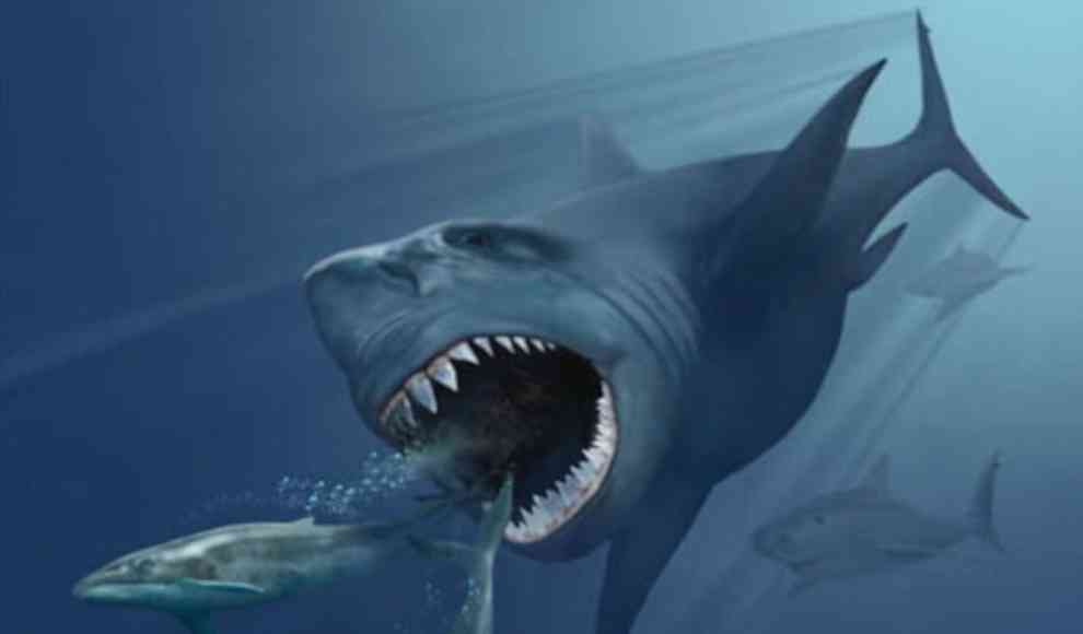 Megalodon 