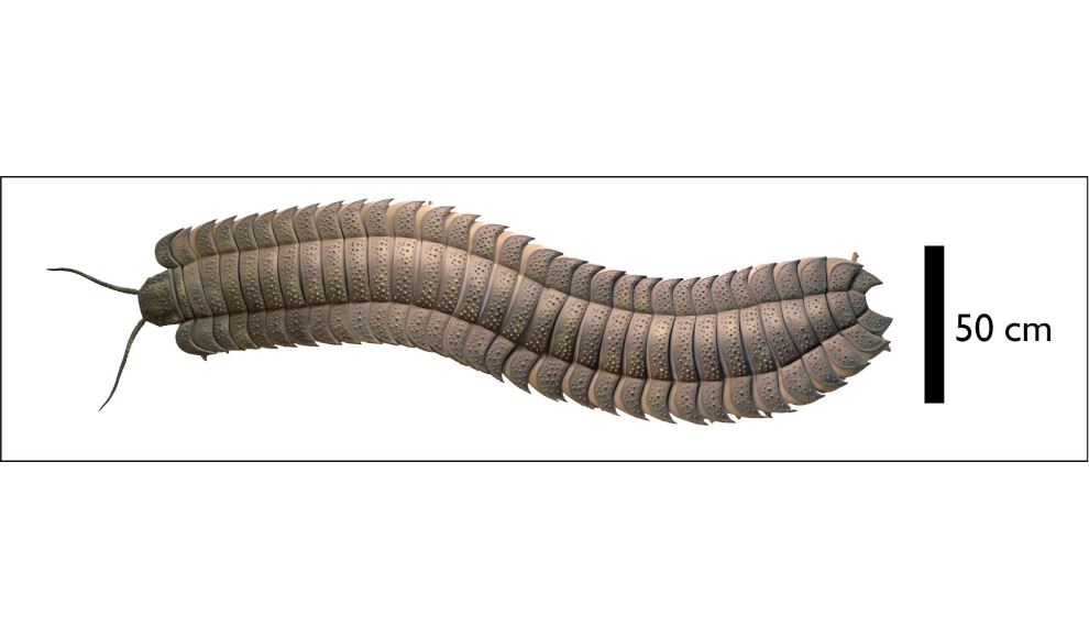 Arthropleura 