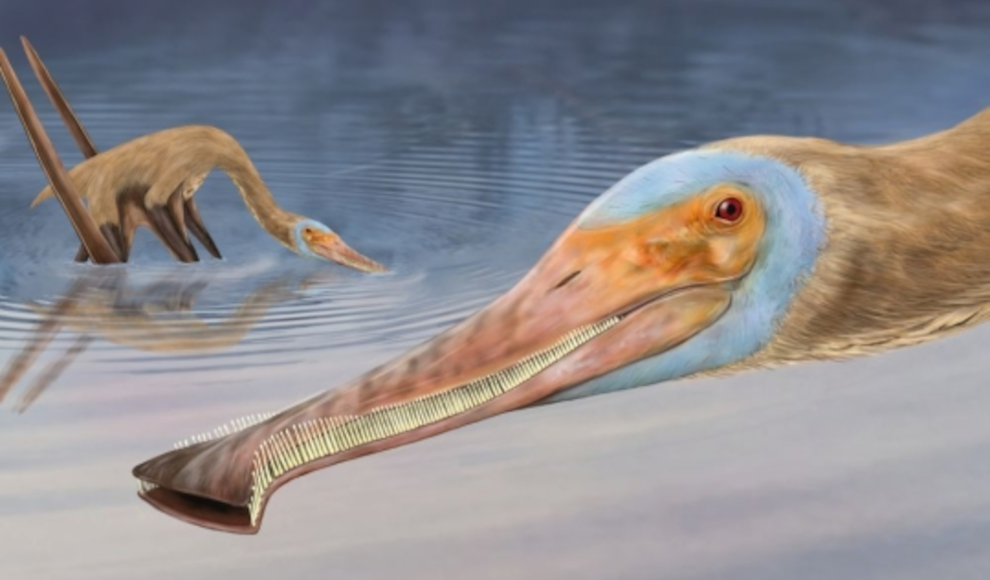 Rekonstruktion des Flugsauriers Balaenognathus maeuseri