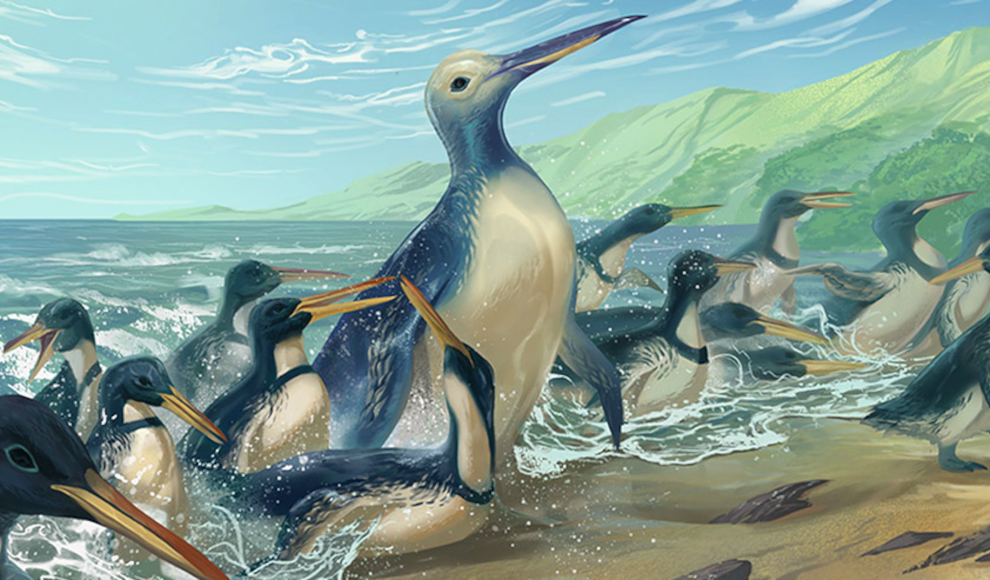 Lebendrekonstruktion des größten Pinguins aller Zeiten 