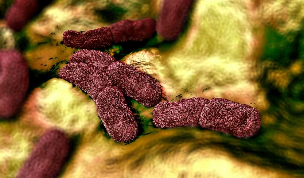 Bakterium Yersinia pestis