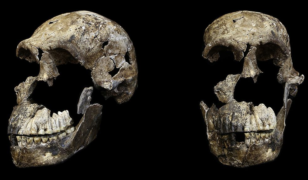 Schädel des Homo naledi