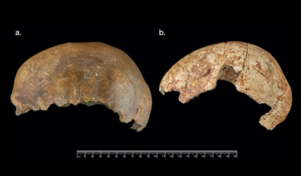 Schädelschalen belegen Endokannibalismus 