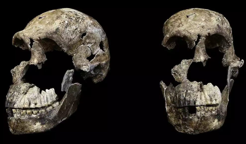 Schädel des Homo naledi