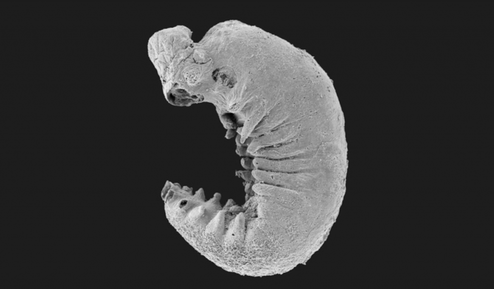 Fossil eines Gliederfüßers (Arthropoden) aus dem Kambrium 