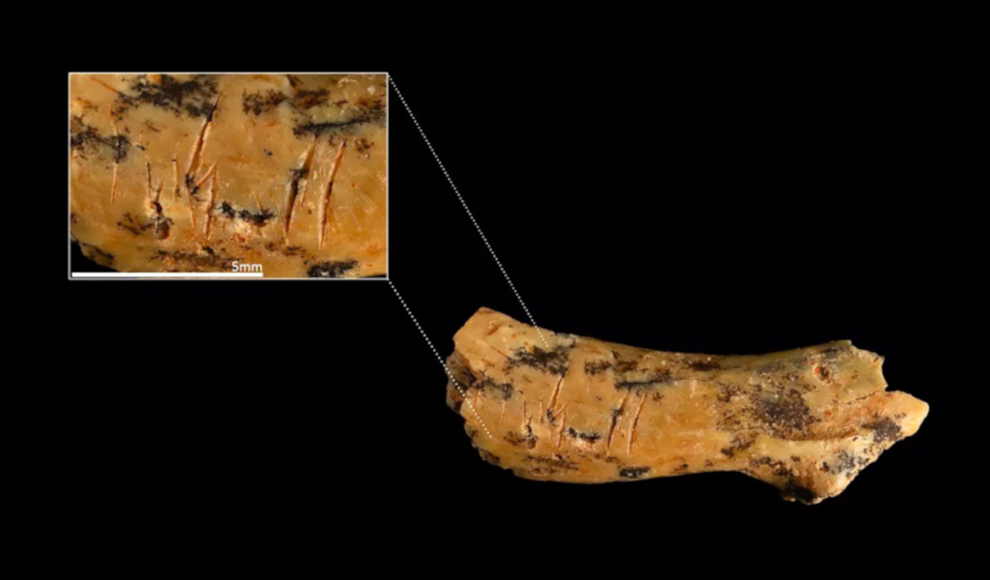 850.000 Jahre alter Kinderwirbelknochen belegt Kannibalismus bei Frühmenschen Homo antecessor