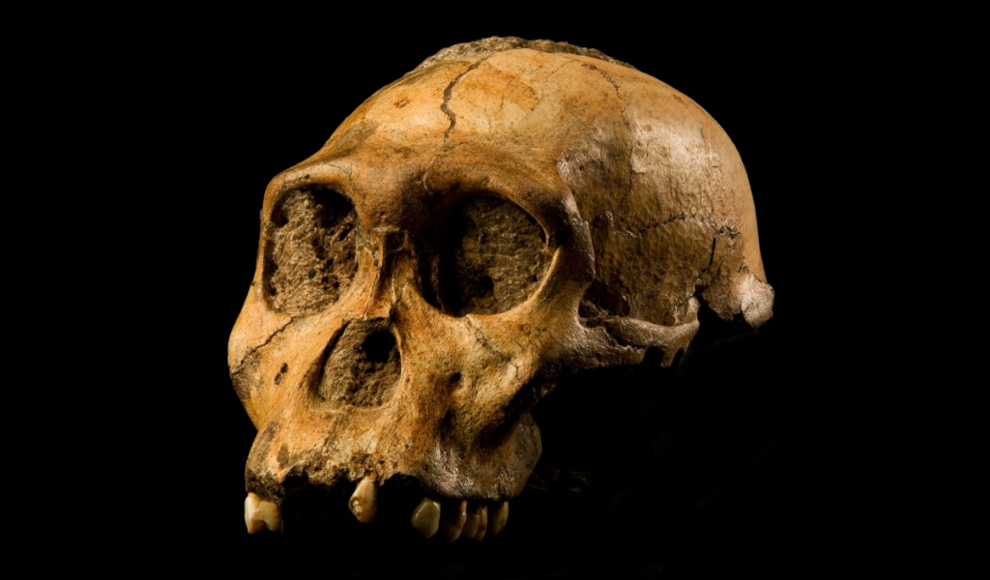 Fossil der Vormenschenspezies Australopithecus