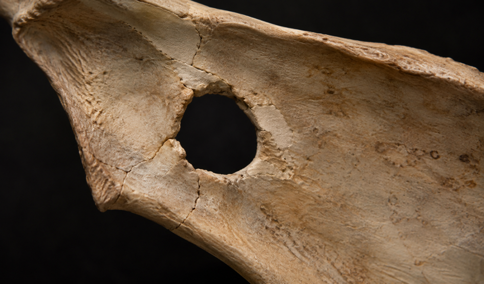Neandertaler-Knochen liefert nach 75000 Jahren Hinweise auf Gewalt