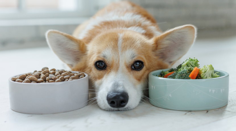 Kann-veganes-Hundefutter-Fleischfutter-wirklich-ersetzen-