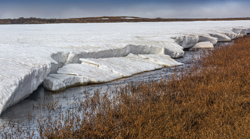 Bakterien-nach-40-000-Jahren-im-Permafrost-wiedererweckt
