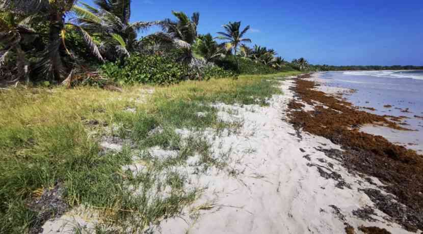 Braunalgen-wachsen-dank-verborgenen-N-hrstoffmotors-im-Atlantik