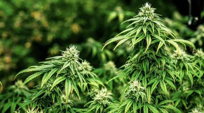 Wie-Cannabis-zu-einer-High-Tech-Pflanze-wurde