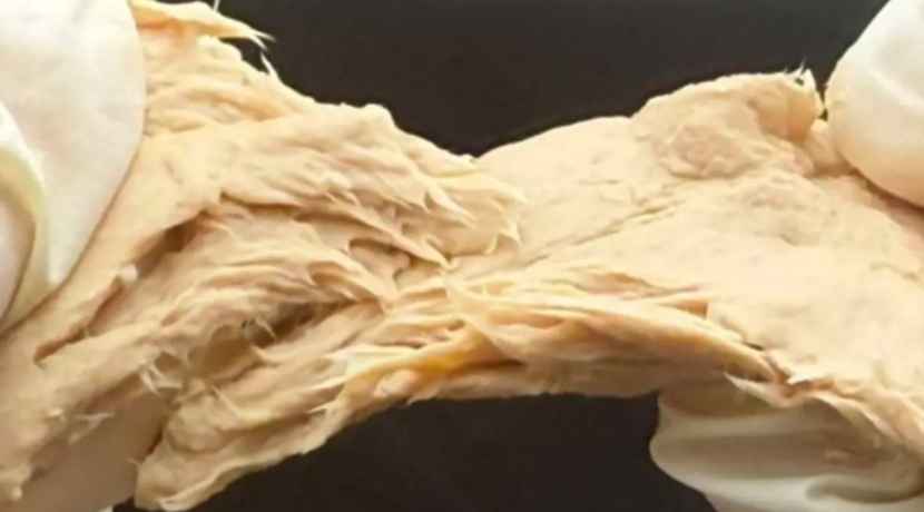 Genmanipulierter-Schimmelpilz-produziert-klimafreundlich-Proteine